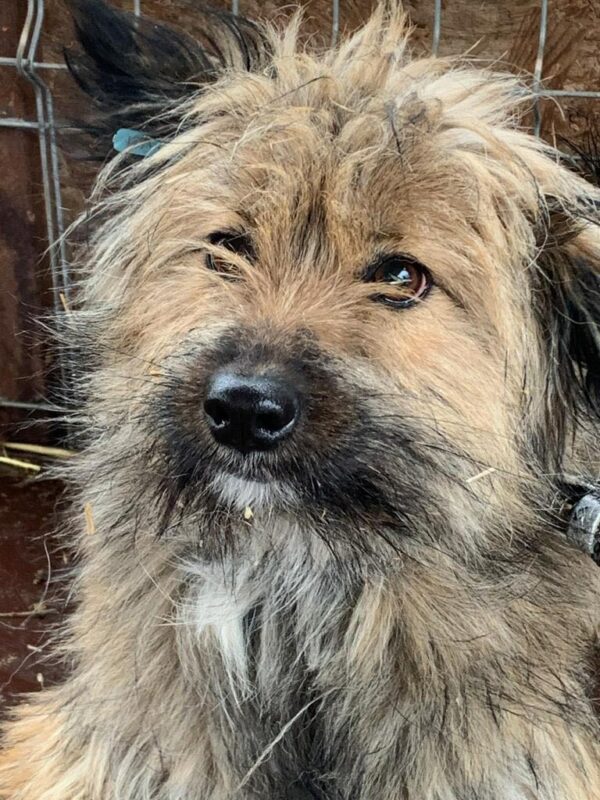 MINERVA - reserviert Hundescheune Fläming - vermittelt