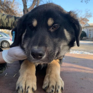 JOSIE - reserviert 4animals - vermittelt
