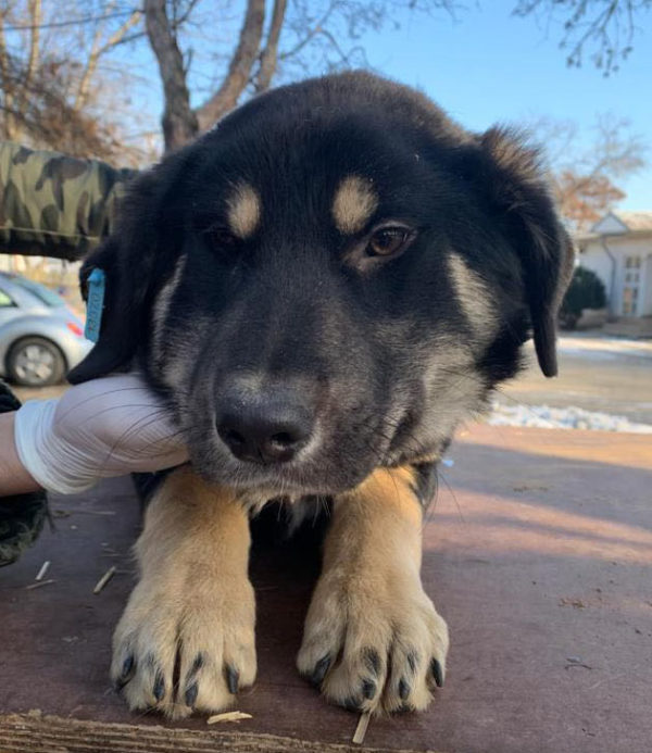 JOSIE - reserviert 4animals - vermittelt