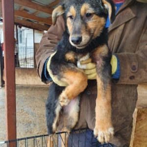 LUCRETIA - reserviert HundeEngel Tiernothilfe - vermittelt