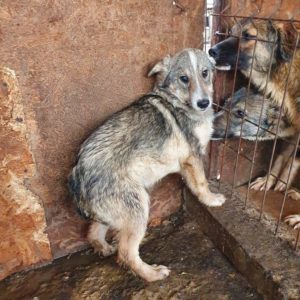 GRETCHEN - reserviert Menschen für Tiere Landau - vermittelt