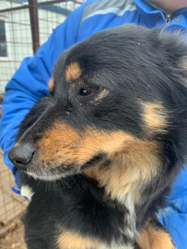 MOLLY - reserviert 4animals - vermittelt – Bild 2