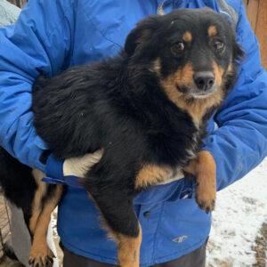 MOLLY - reserviert 4animals - vermittelt