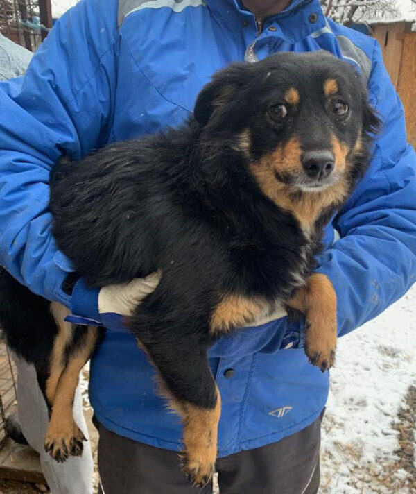 MOLLY - reserviert 4animals - vermittelt