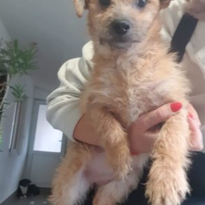 JULII– reserviert PVA - vermittelt