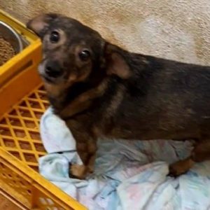 FRÄULEIN CLARA - reserviert Tierhilfe Lebenswert DR - vermittelt
