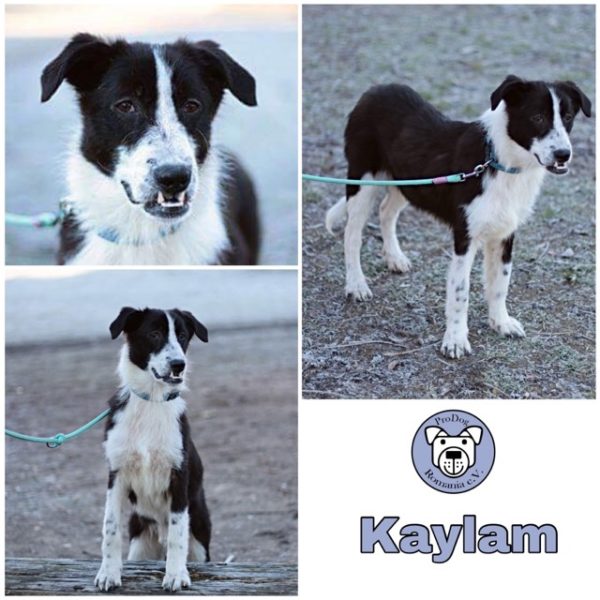 Kaylam - Gnadenplatzhund seit dem 24.12.2018