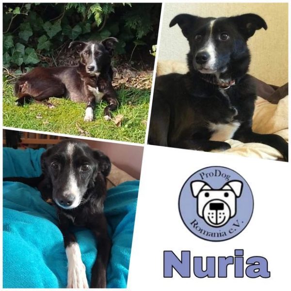 NURIA - vermittelt
