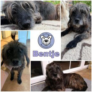 BENTJE - Gnadenplatzhund seit dem 20.10.2018 - RBB 13.06.2022