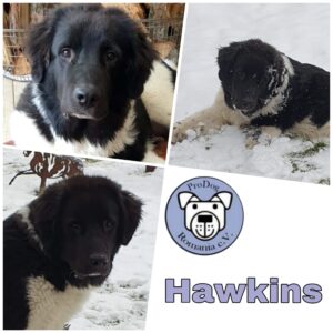 HAWKINS - Gnadenplatzhund seit dem 01.11.2020