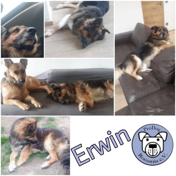 ERWIN - Gnadenplatzhund seit 2020