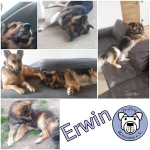 ERWIN - Gnadenplatzhund seit 2020