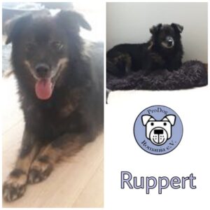 RUPPERT - Gnadenplatzhund seit dem 24.10.2020
