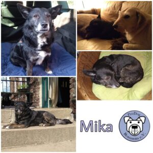 MIKA - Gnadenplatzhund seit dem 02.11.2019
