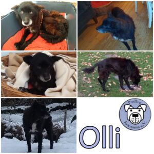 OLLI - Gnadenplatzhund seit dem 30.10.2020