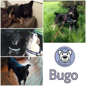 BUGO - Gnadenplatzhund seit dem 14.12.2019