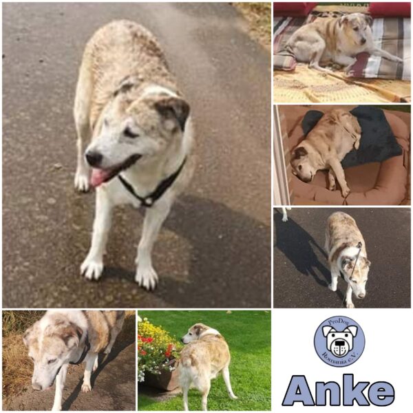 Anke - Gnadenplatzhund seit dem 22.09.2019 – Bild 2