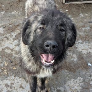 PUMBA - reserviert Manuela - vermittelt