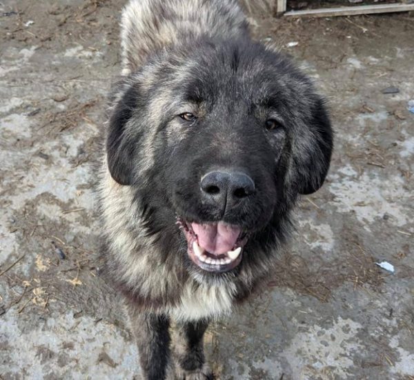 PUMBA - reserviert Manuela - vermittelt