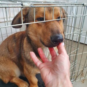 HERR BEUTLIN - reserviert 4animals - vermittelt