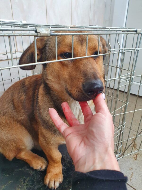 HERR BEUTLIN - reserviert 4animals - vermittelt