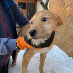 COOKIE - reserviert THL DogR - vermittelt