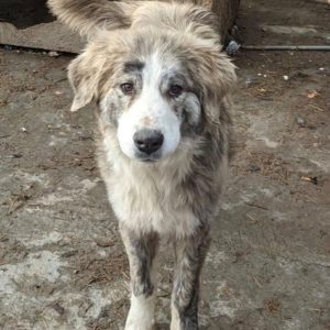 ENZO - reserviert Manuela - vermittelt