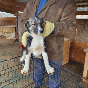 SILVER - reserviert (Sasi)  - vermittelt