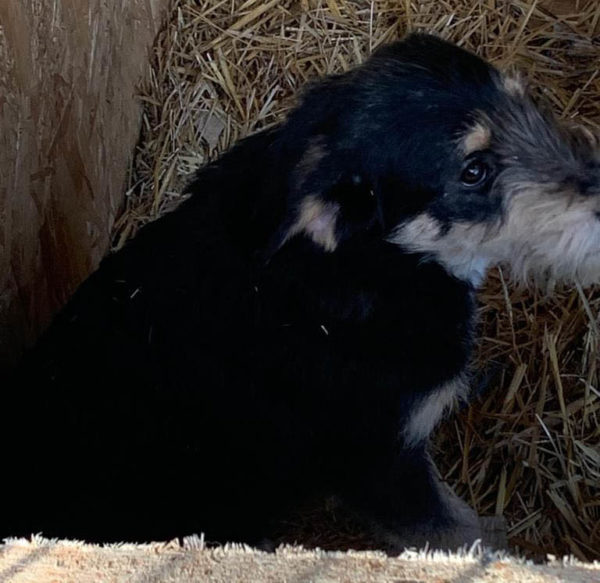 FINNEGAN - reserviert Tierhilfe Lebenswert DR - vermittelt – Bild 2