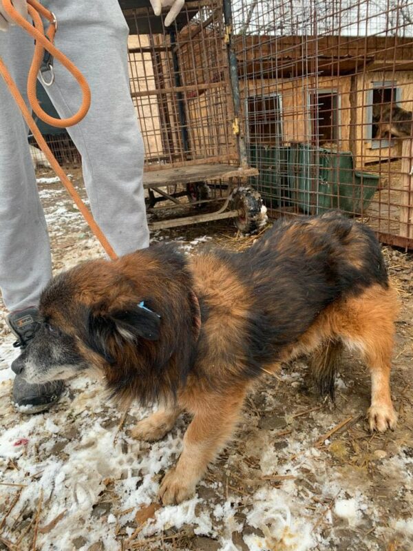 GIMLI - reserviert 4animals - vermittelt – Bild 2