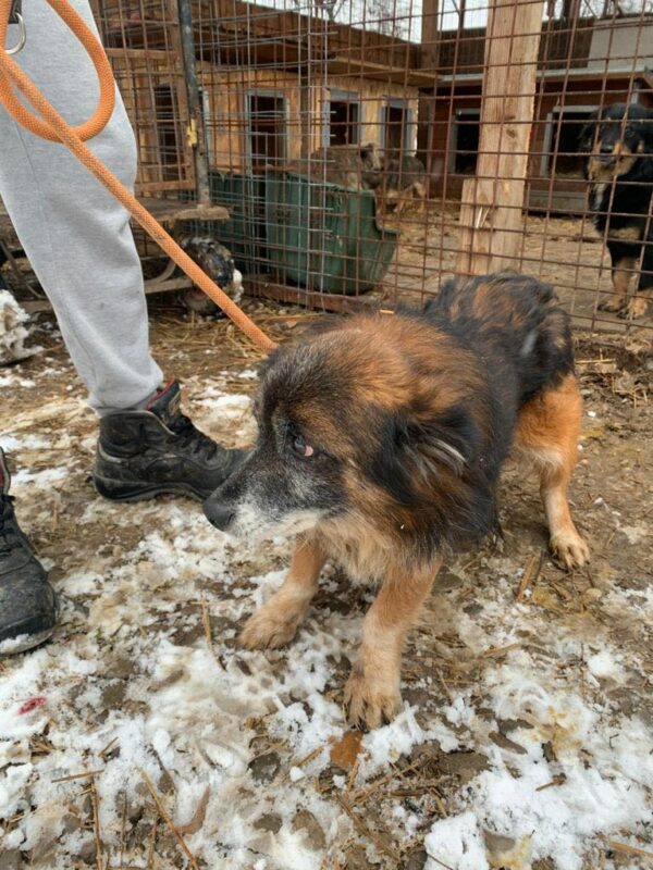 GIMLI - reserviert 4animals - vermittelt – Bild 3