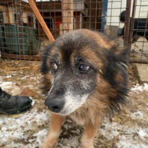 GIMLI - reserviert 4animals - vermittelt