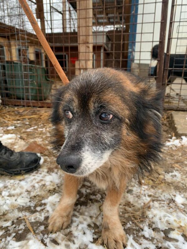 GIMLI - reserviert 4animals - vermittelt