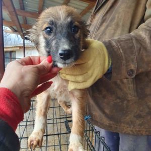 JANUS - reserviert Second Chance Dogs - vermittelt