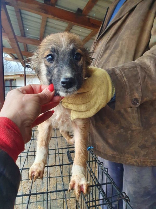 JANUS - reserviert Second Chance Dogs - vermittelt
