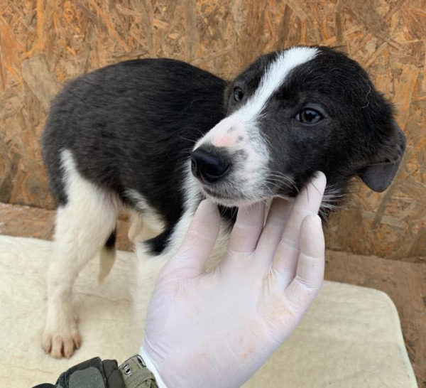 MATEO - reserviert Tierhilfe Lebenswert DR - vermittelt – Bild 2