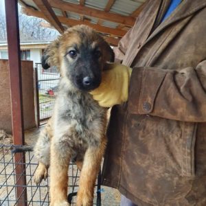 ELVIN - reserviert Sasi - vermittelt