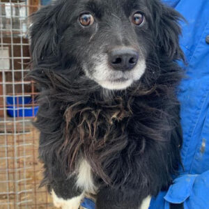 BUTZEMANN - reserviert 4animals - vermittelt