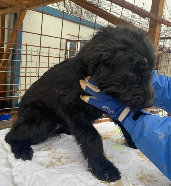 MALU - reserviert ES Tierhilfe Lebenswert DR - vermittelt – Bild 4