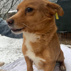 BOJANGLES - reserviert 4animals - vermittelt