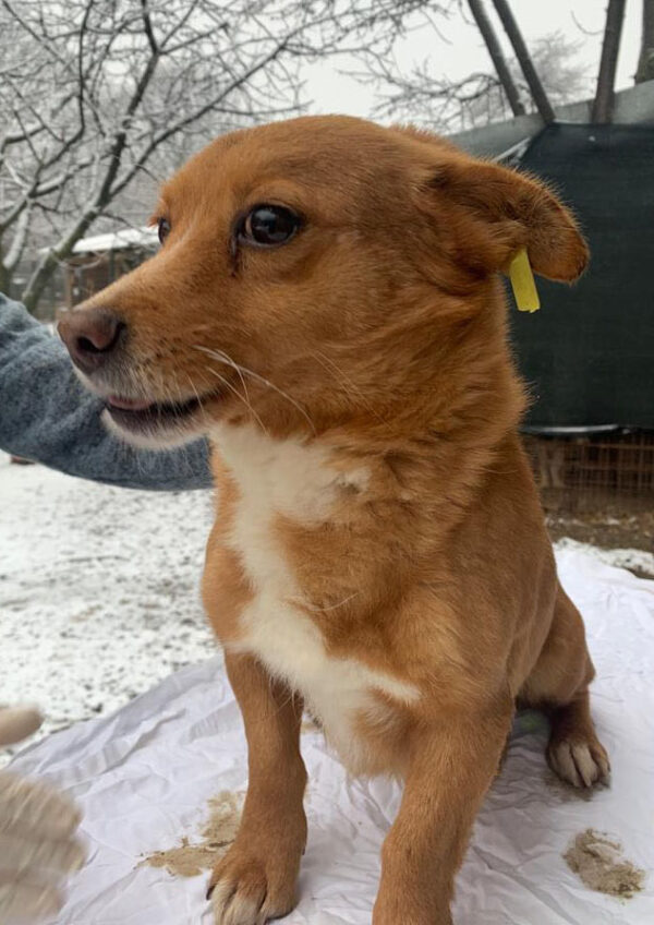 BOJANGLES - reserviert 4animals - vermittelt