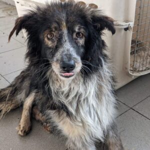 ROLLO - reserviert Manuela - vermittelt