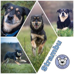 Strambu - Gnadenplatzhund seit dem 23.03.2018