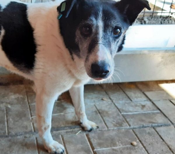 TOFFEE - Gnadenplatzhund seit dem 28.02.2020 - RBB 27.12.2021