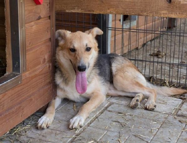 TRAISY - Gnadenplatzhund seit dem 06.11.2020 - vermittelt – Bild 2