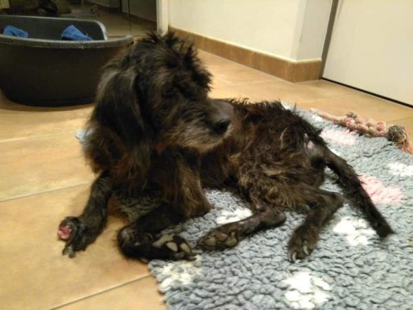 BENTJE - Gnadenplatzhund seit dem 20.10.2018 - RBB 13.06.2022 – Bild 7