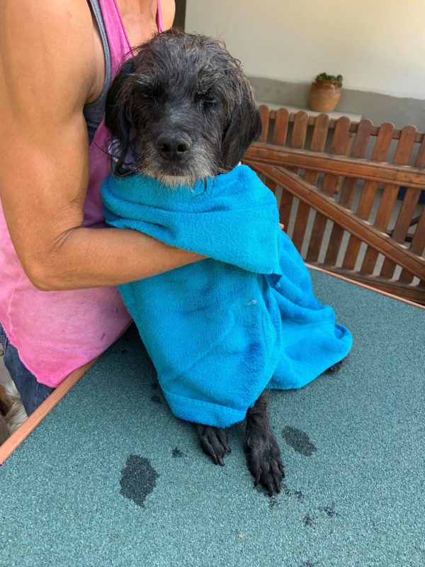 BENTJE - Gnadenplatzhund seit dem 20.10.2018 - RBB 13.06.2022 – Bild 6