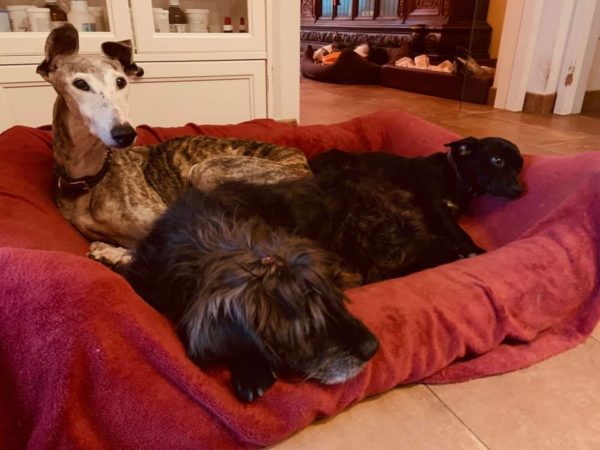 BENTJE - Gnadenplatzhund seit dem 20.10.2018 - RBB 13.06.2022 – Bild 2