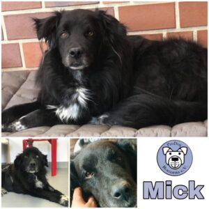 MICK - Gnadenplatzhund seit dem 10.01.2021 - RBB 05/2025