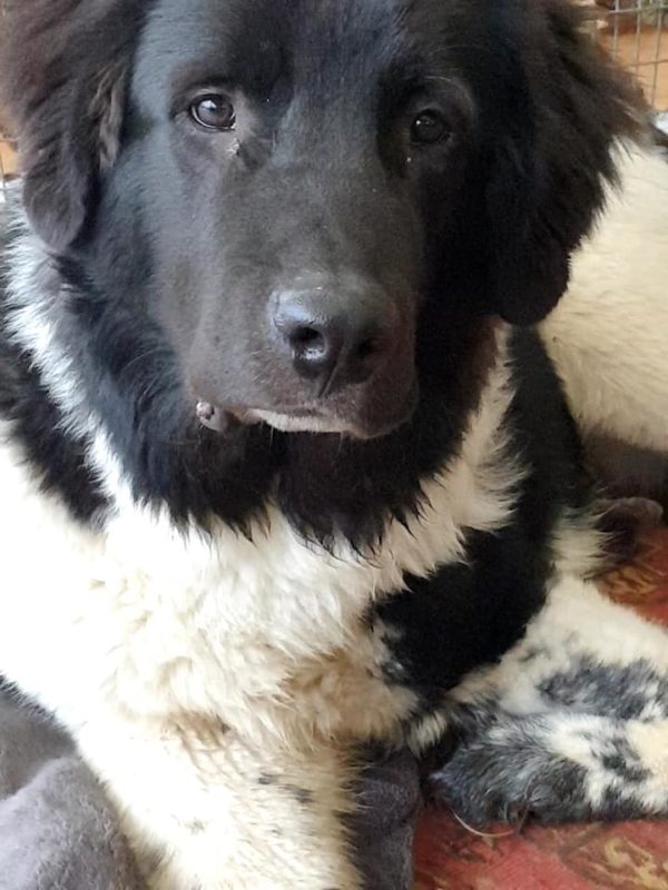HAWKINS - Gnadenplatzhund seit dem 01.11.2020 – Bild 3